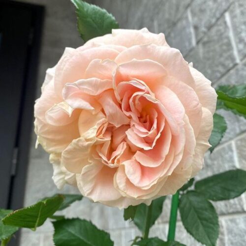 Campanella rose Yoshiike