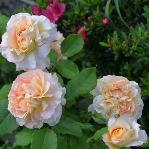 Campanella rose jp