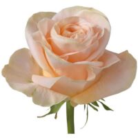 срезочная роза Candice Schreurs