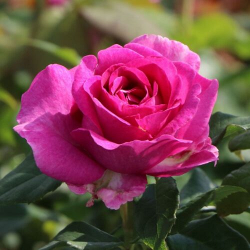 rosa Carmen Würth rose