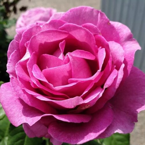 Carmen Würth rose