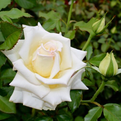 роза Caroline de Monaco