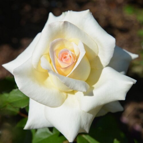 роза Caroline de Monaco