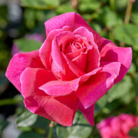 Cathrine Kordes rose