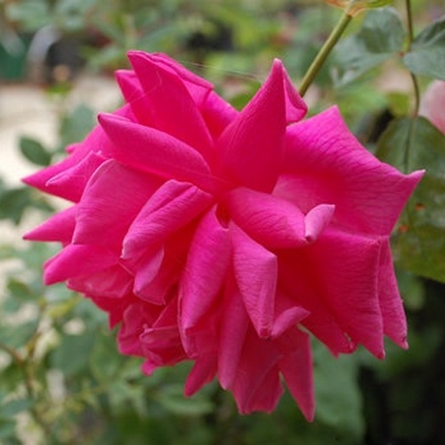Cathrine Kordes rose