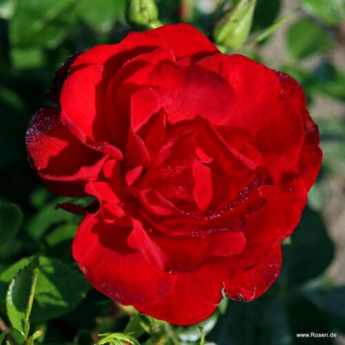 роза Cayenne
