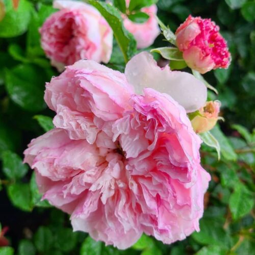 rosa Cecil de Volanges