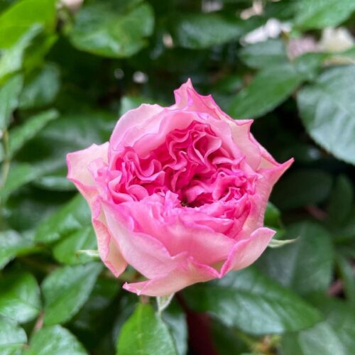rose Cecil de Volanges