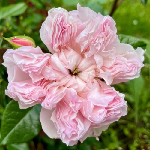 Cecil de Volanges rose