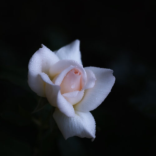 rose Chandos Beauty
