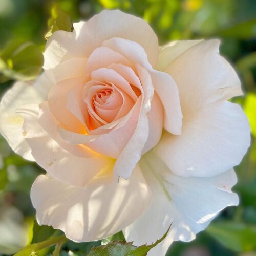 роза Chandos_Beauty