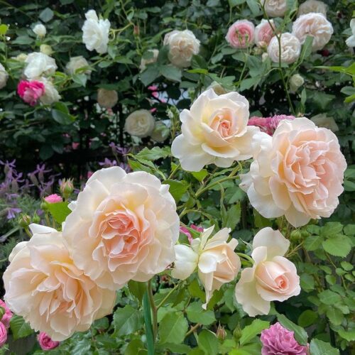 роза Chandos_Beauty