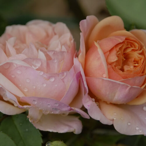 роза Charles Austin