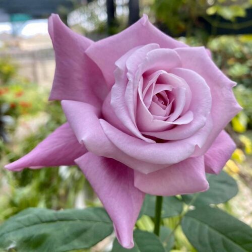 роза Charles de Gaulle