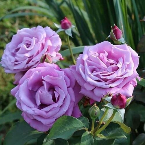 роза Шарль де Голь