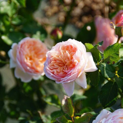роза Charles de Nervaux ®