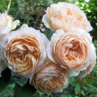 rosa Charles de Nervaux ®