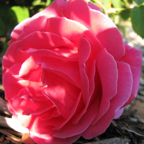 Charlotte Armstrong rose