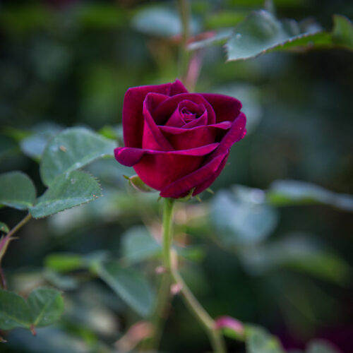 роза Chianti