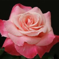 Роза Color Magic