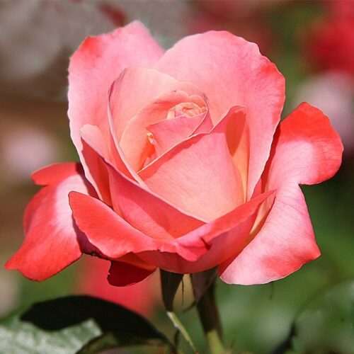 Роза Color Magic