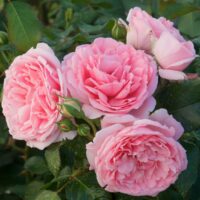 роза Comtesse De Segur