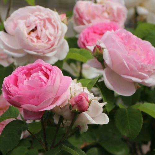 Constance Spry rose