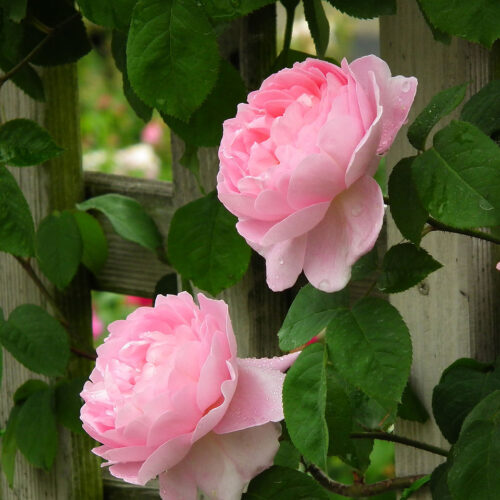rosa Constance Spry rose