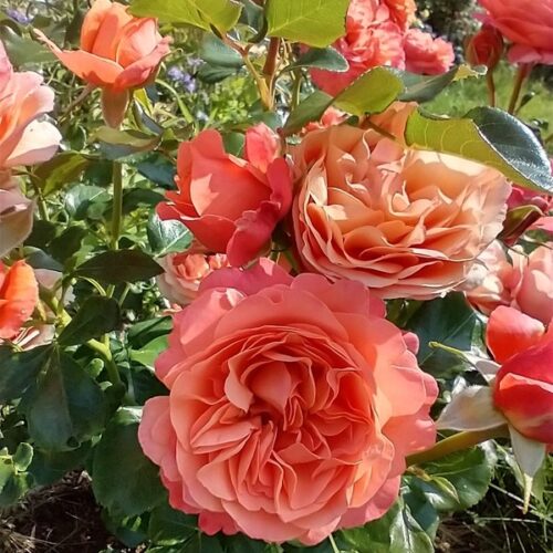 роза Корал Лаэнс роуз