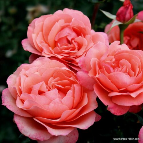 роза Coral Lions-Rose