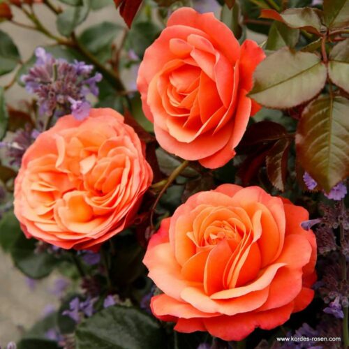 роза Coral Lions-Rose