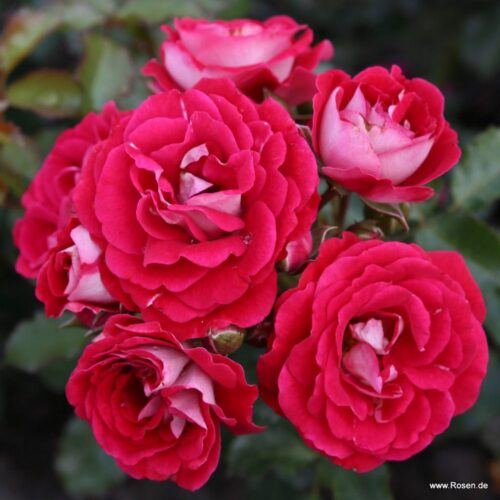 роза Corazon