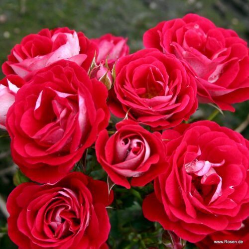роза Corazon