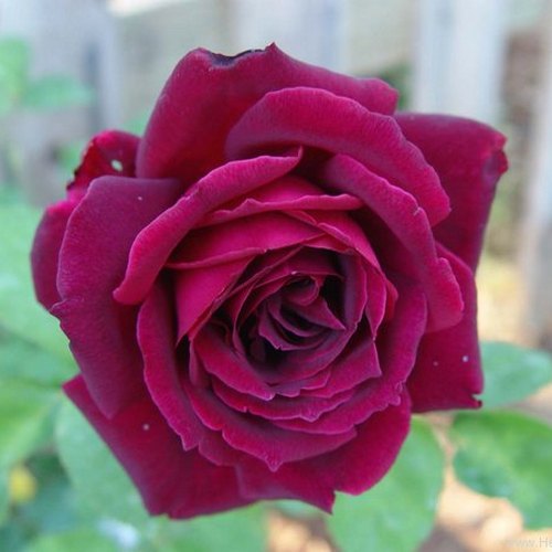 роза Crimson Glory