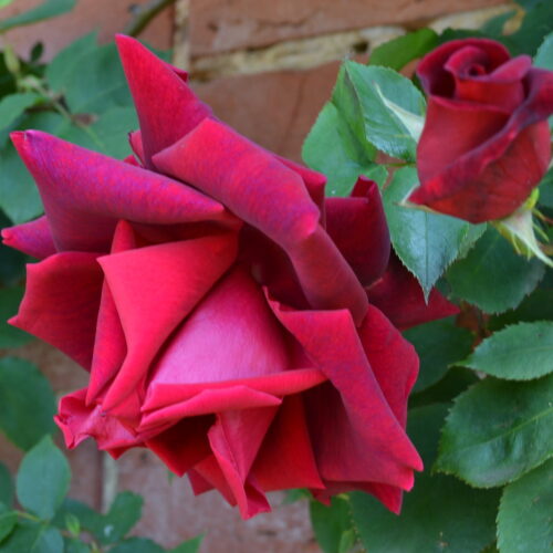 роза Crimson Glory