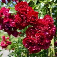 Crimson Siluetta rose