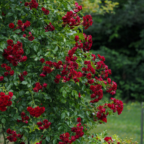 Crimson Siluetta rose