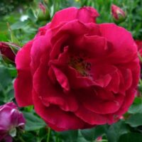 роза Cuthbert Grant