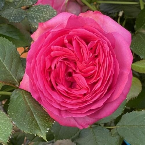 роза Cyclamen Pierre de Ronsard
