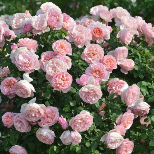 роза Dames de Chenonceau