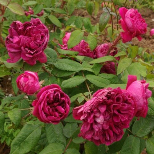 роза Deuil de Paul Fontaine