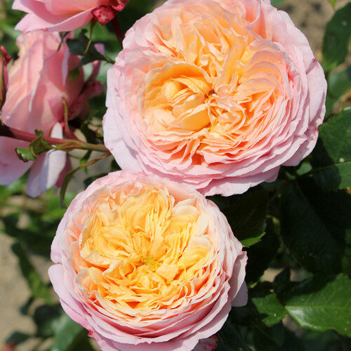 роза Domaine de Chantilly