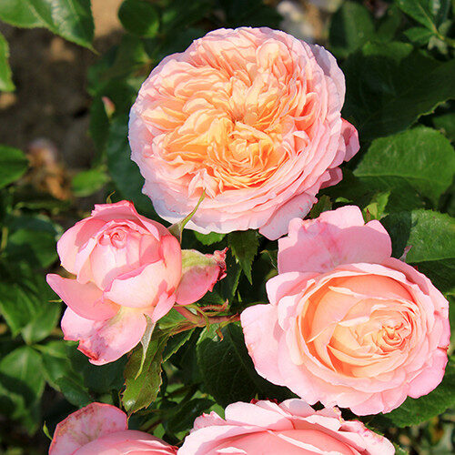 роза Domaine de Chantilly