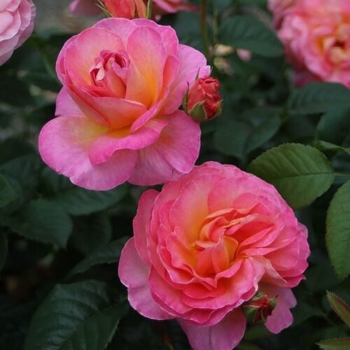 роза Dornburger Schlossrose