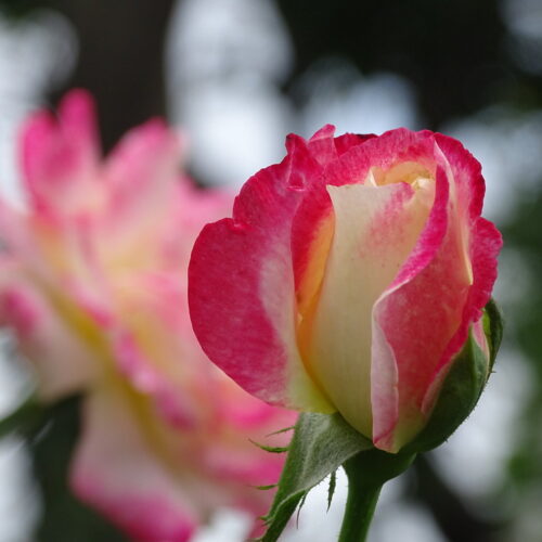 роза Double Delight