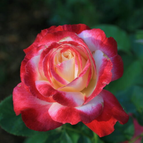 роза Double Delight rose