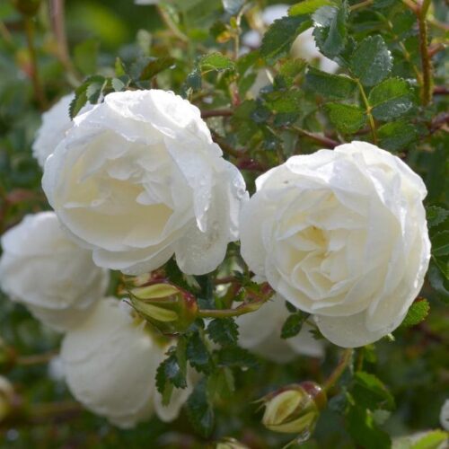 роза Double White