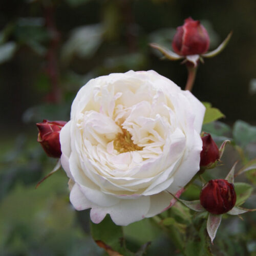 роза Eliane Gillet