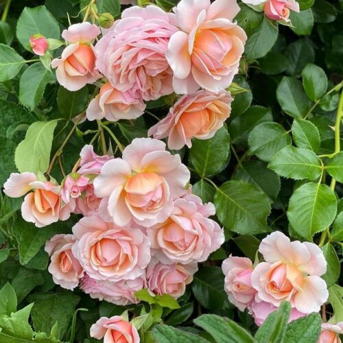 роза Elizabeth Stuart
