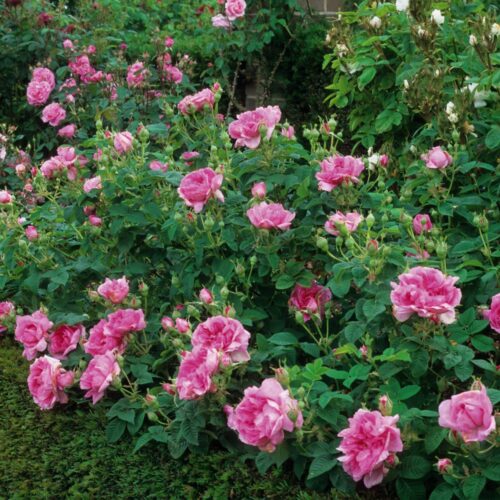 rose empress-josephine